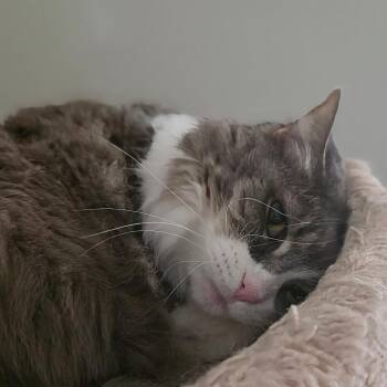 Domestic Long Hair Cats Available for Adoption in Chicago, Illinois - Sissy (bonded With Sophie) | PetCurious