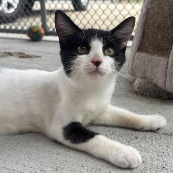 Rescue Domestic Short Hair Cats for Adoption in Waynesburg, Pennsylvania - Angelica | PetCurious