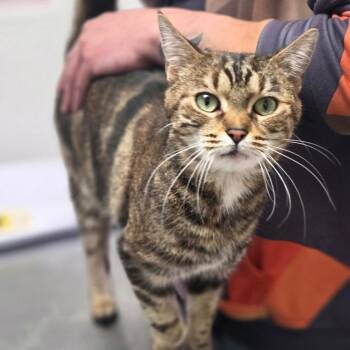 Domestic Short Hair Cats Available for Adoption - Harmony | PetCurious