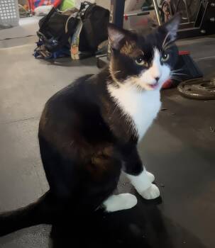 Sylvester -  Domestic Short Hair Cat for Adoption in Nashville, Tennessee - Sylvester | PetCurious