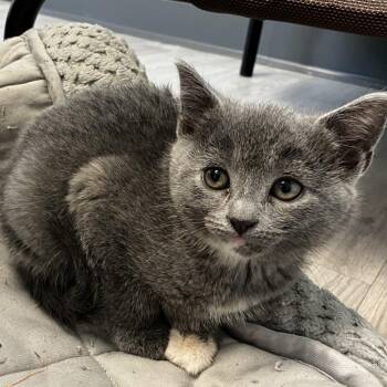 Domestic Short Hair Cats Available for Adoption in Uniontown, Pennsylvania - Church | PetCurious