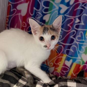 Angie -  Domestic Short Hair Cat for Adoption - Angie | PetCurious