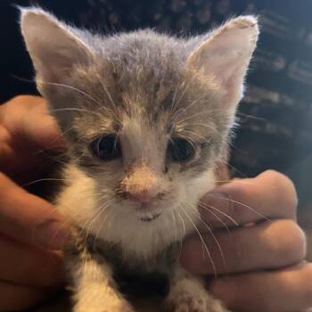 Shrew -  Domestic Short Hair Cat for Adoption in Veneta, Oregon - Shrew | PetCurious