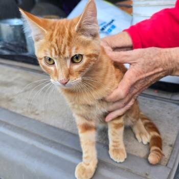 Tiger -  Domestic Short Hair Cat for Adoption in Pendleton, Oregon - Tiger | PetCurious
