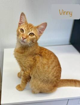Vinny -  Domestic Short Hair Cat for Adoption in Chalfont, Pennsylvania - Vinny | PetCurious
