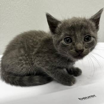 Nyx -  Domestic Short Hair Cat for Adoption in Tampa, Florida - Nyx | PetCurious