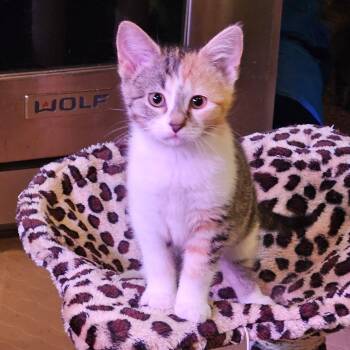 Domestic Short Hair Cats Available for Adoption in Elverson, Pennsylvania - Laurel (Pre-Adoption Only) | PetCurious