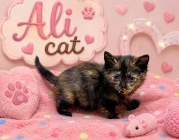 Ali cat -  Domestic Short Hair Cat for Adoption in Washington Court House, Ohio - Ali Cat | PetCurious