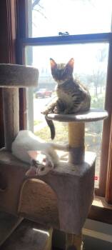 Domestic Short Hair Cats Available for Adoption in Minneapolis, Minnesota - Ariel | PetCurious