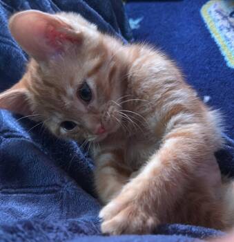 Stella -  Domestic Short Hair Cat for Adoption in Muskegon, Michigan - Stella | PetCurious