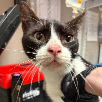 Pewter -  Domestic Short Hair Cat for Adoption in Yuma, Arizona - Pewter | PetCurious