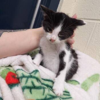 Koopa -  Domestic Short Hair Cat for Adoption in New York, New York - Koopa | PetCurious