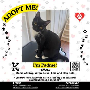 Padme -  Domestic Short Hair Cat for Adoption in OSBORNVILLE, New Jersey - Padme | PetCurious