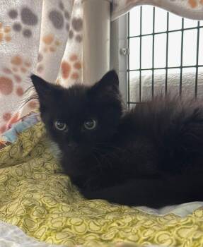 Midnight -  Domestic Medium Hair Cat for Adoption in Alexandria, Virginia - Midnight | PetCurious