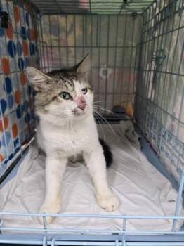Hank -  Domestic Short Hair Cat for Adoption in Gainesville, Florida - Hank | PetCurious