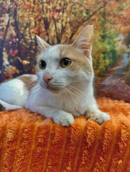 Rescue Domestic Short Hair Cats for Adoption in Galesburg, Illinois - Peaches | PetCurious