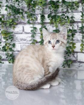 Winter -  Siamese Cat for Adoption in Tuscaloosa, Alabama - Winter | PetCurious