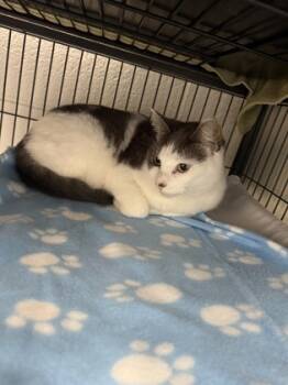 Rescue Domestic Short Hair Cats for Adoption in Norfolk, Virginia - Storm | PetCurious