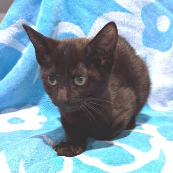 IVHS-Stray-142392 -  Domestic Short Hair Cat for Adoption in San Gabriel, California - IVHS-Stray-142392 | PetCurious