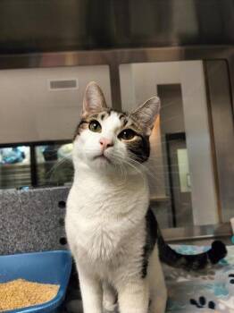 Domestic Short Hair Cats Available for Adoption in Irving, Texas - Hermes | PetCurious
