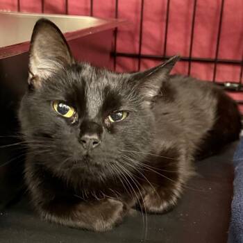 Jade -  Domestic Short Hair Cat for Adoption in Bismarck, North Dakota - Jade | PetCurious
