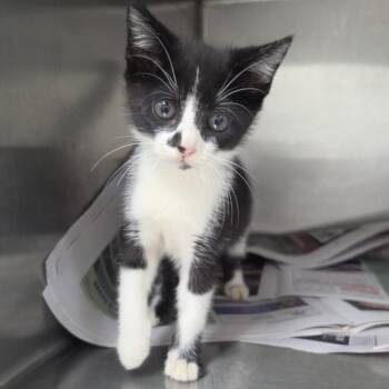 Judy -  Domestic Short Hair Cat for Adoption in Ardmore, Oklahoma - Judy | PetCurious