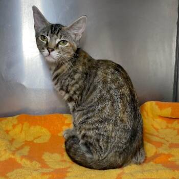 Carol -  Domestic Short Hair Cat for Adoption in Roanoke, Virginia - Carol | PetCurious