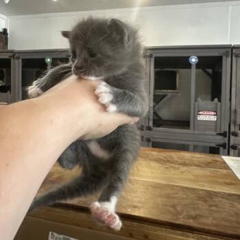 Toph -  Domestic Short Hair Cat for Adoption in Newberg, Oregon - Toph | PetCurious