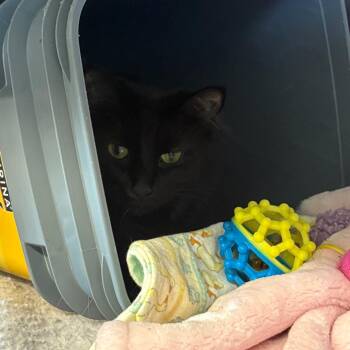 Sushi -  Domestic Short Hair Cat for Adoption in Manhattan, Kansas - Sushi | PetCurious