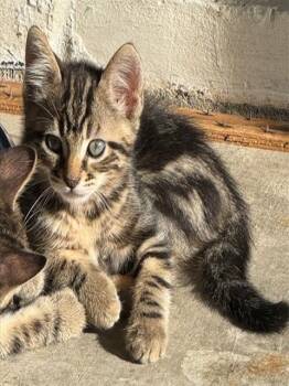 Domestic Short Hair Cats Available for Adoption in Sacramento, California - NED | PetCurious