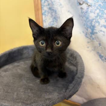 Miss Mahi -  Bombay and Domestic Short Hair Cat for Adoption in Boca Raton, Florida - Miss Mahi | PetCurious
