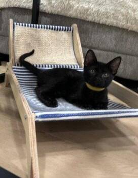 Kitten Xochi -  Domestic Short Hair Cat for Adoption in Seal Beach, California - Kitten Xochi | PetCurious