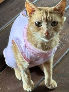 Suzy -  Domestic Short Hair Cat for Adoption in Greenville, South Carolina - Suzy | PetCurious