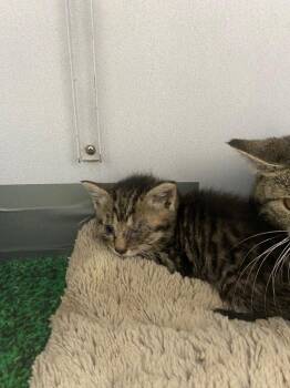 American Shorthair Cats Available for Adoption in Van Wert, Ohio - Gaillis | PetCurious