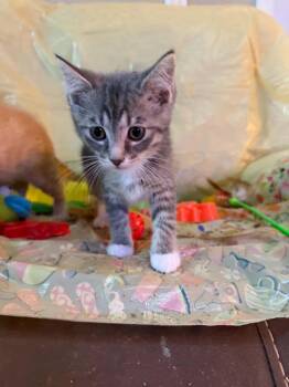 Razzle -  Tabby Cat for Adoption in Deltona, Florida - Razzle | PetCurious