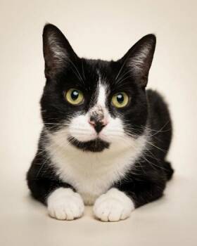 Brooklyn -  Domestic Short Hair and American Shorthair Cat for Adoption in Bedford, Indiana - Brooklyn | PetCurious