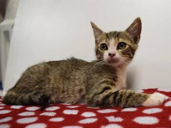 ADAM -  Domestic Short Hair Cat for Adoption in Sacramento, California - ADAM | PetCurious