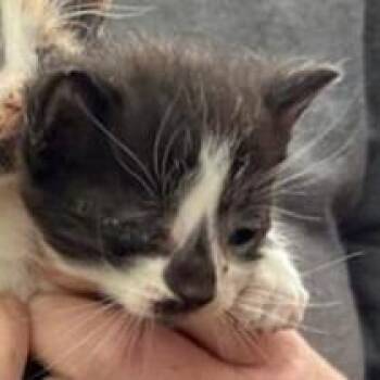 TCS 2 -  Domestic Short Hair Cat Available for Adoption in Charlottesville, Virginia - TCS 2 | PetCurious