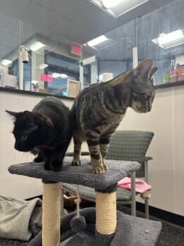 Rescue Domestic Long Hair Cats for Adoption in Waltham, Massachusetts - Theodora And Sneakers | PetCurious