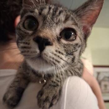 Domestic Short Hair Cats Available for Adoption - Juno | PetCurious