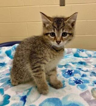Wavy Gravy -  Domestic Short Hair Cat for Adoption in Westland, Michigan - Wavy Gravy | PetCurious