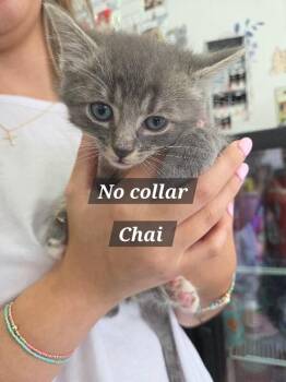 Chai -  Domestic Medium Hair Cat for Adoption in Mount Airy, North Carolina - Chai | PetCurious