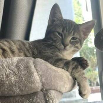 Moxxie -  Domestic Short Hair Cat for Adoption in Los Angeles, California - Moxxie | PetCurious