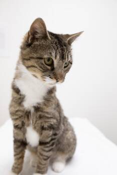 Mia -  Domestic Short Hair Cat for Adoption in Montclair, New Jersey - Mia | PetCurious