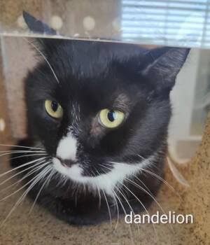Domestic Short Hair Cats Available for Adoption in Lafayette, Indiana - Dandelion | PetCurious
