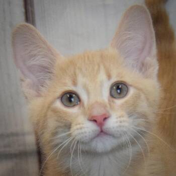Tabby and Domestic Short Hair Cats Available for Adoption in Huntley, Illinois - Artemis | PetCurious