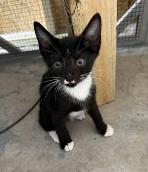 Rescue Domestic Short Hair Cats for Adoption in Jacksonville, Florida - Pedro =^.^= | PetCurious