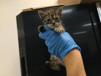 Domestic Short Hair Cats Available for Adoption in Thousand Palms, California - A1910951 | PetCurious
