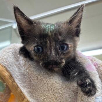 Taffy -  Domestic Short Hair Cat for Adoption in West Palm Beach, Florida - Taffy | PetCurious