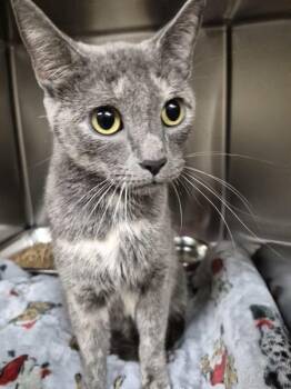 Nf-8c -  Domestic Short Hair Cat for Adoption in Lawrenceville, Georgia - Nf-8c | PetCurious